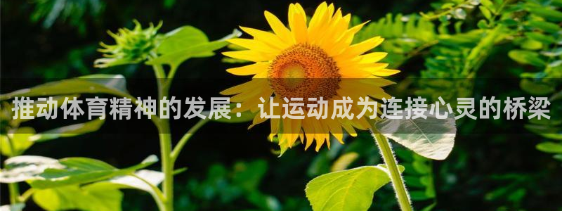 xc是什么简称：推动体育精神的发展：让运动成为连接心灵的桥梁