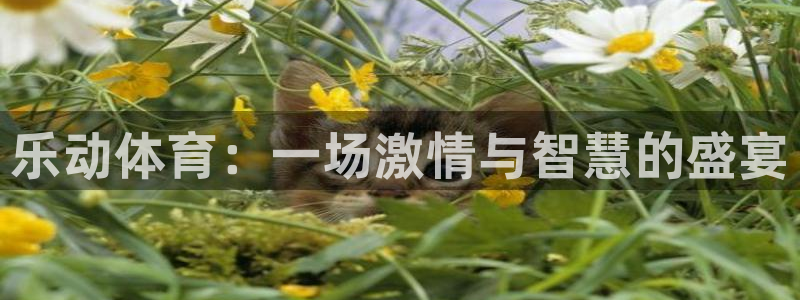 xc5：乐动体育：一场激情与智慧的盛宴