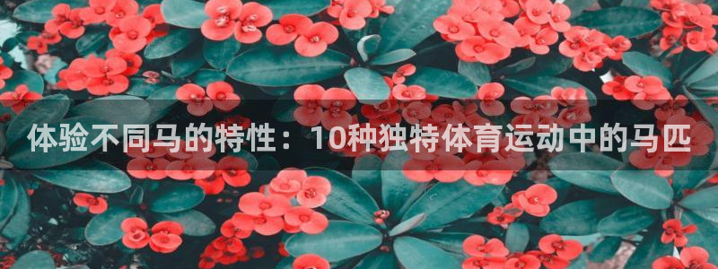 杏彩xc体育凯捷平台主管：体验不同马的特性：10种独特体育运动中的马匹